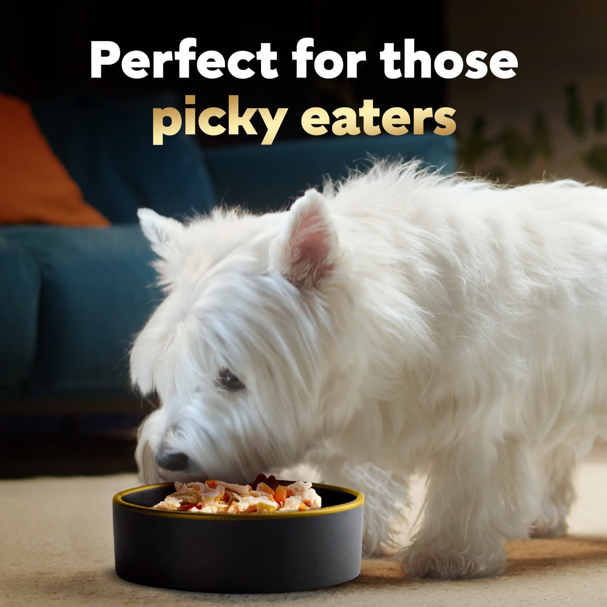 Cesar Simply Crafted Wet Dog Food Variety Pack, 1.3 oz Tubs (16 Pack)