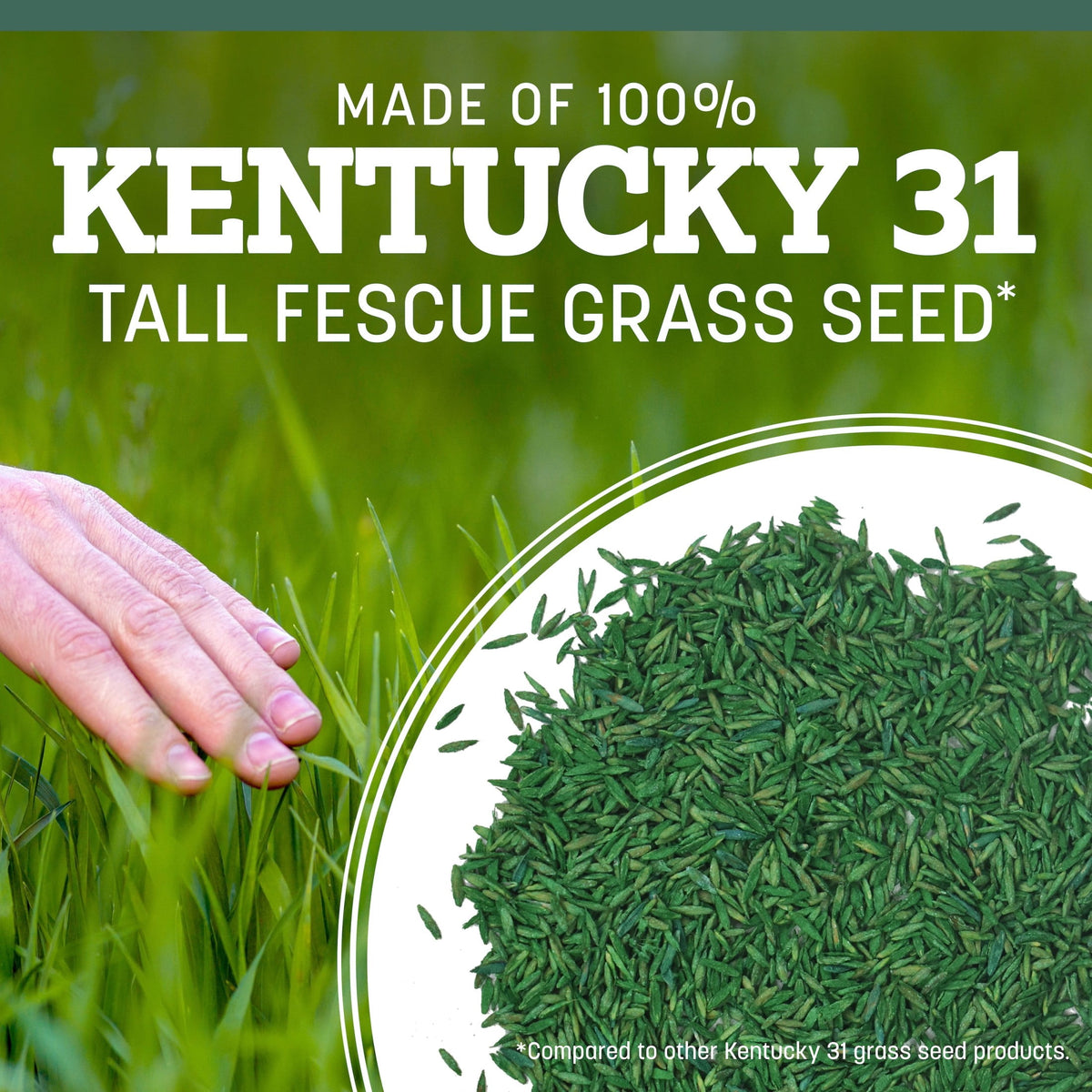 Pennington Kentucky 31 Tall Fescue Grass Seeds for Lawn, for Sun to Partial Shade, 20 lb