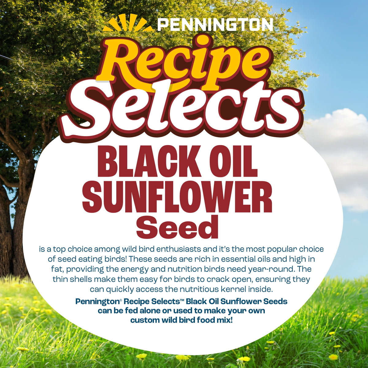 Pennington Recipe Selects Black Oil Sunflower Seed Dry Wild Bird Feed, Bird Food, 40 lb. Bag, 1 Pack