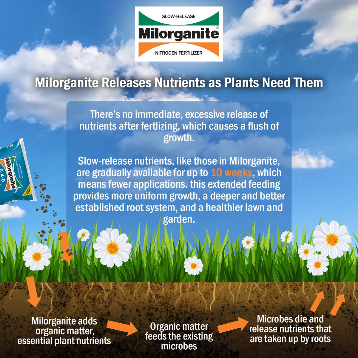 (2 pack) Milorganite Long Lasting All Purpose Lawn Food, 6-4-0 Fertilizer, 32 lb.
