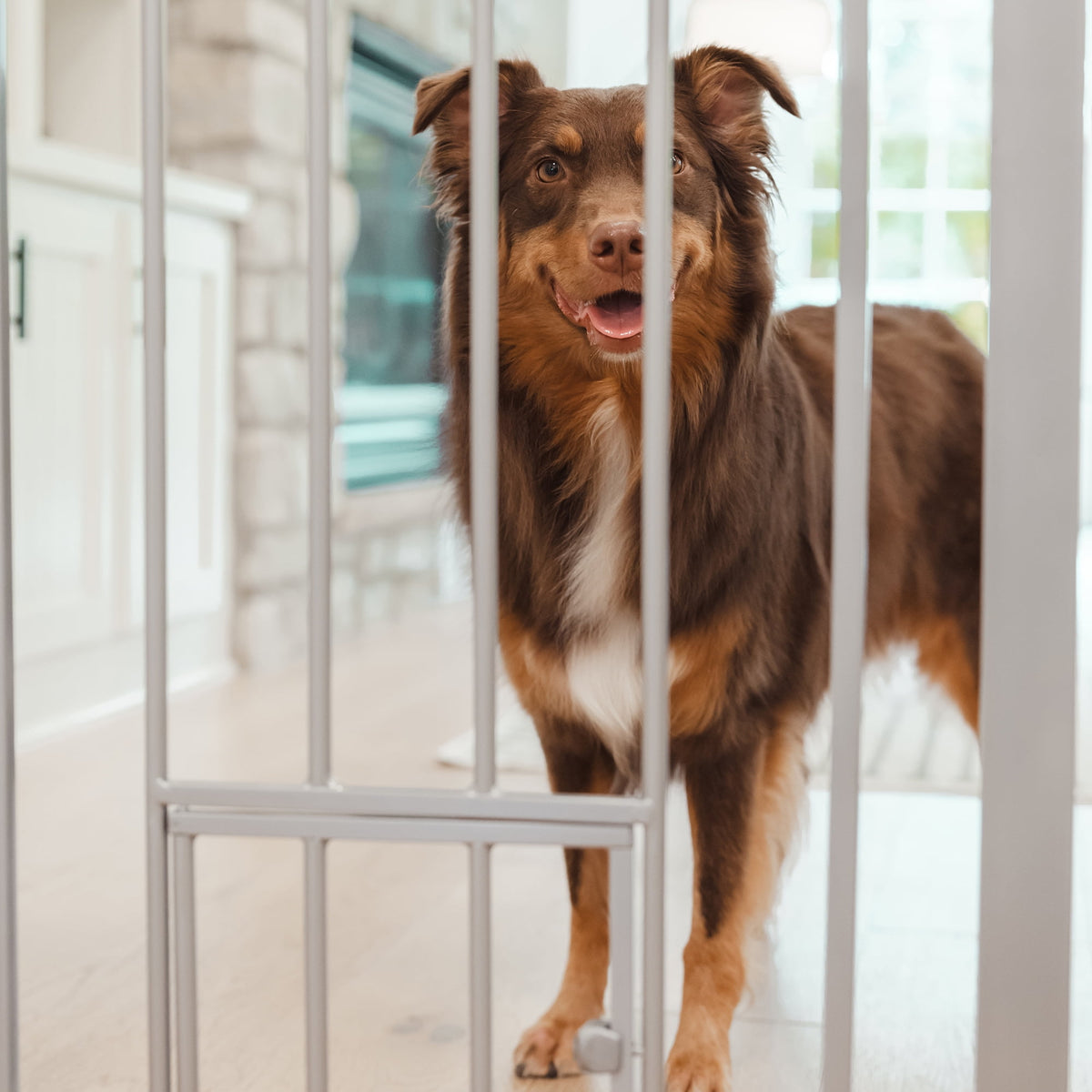 Carlson Extra Tall Walk-Through Pet Gate, Platinum, 36" H x 29"-36.5" L, with 4-inch Extension, Includes Pressure and Wall Mount Kits