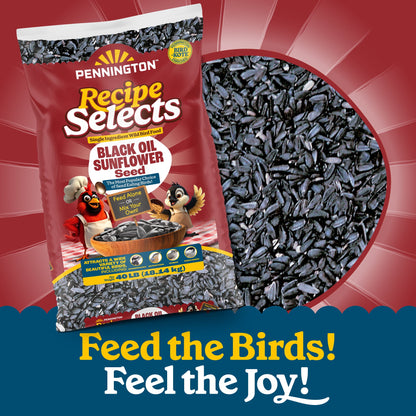Pennington Recipe Selects Black Oil Sunflower Seed Dry Wild Bird Feed, Bird Food, 40 lb. Bag, 1 Pack