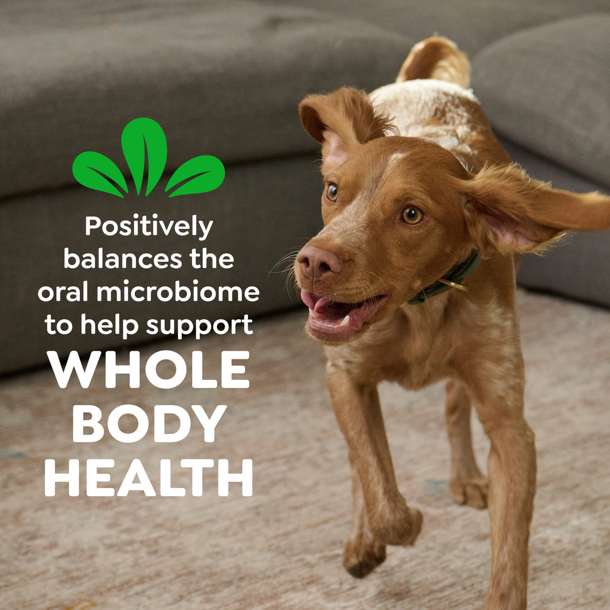 Greenies Original Flavor Natural Dental Dog Treats, Regular Size, 36 oz Pack, 36 Count
