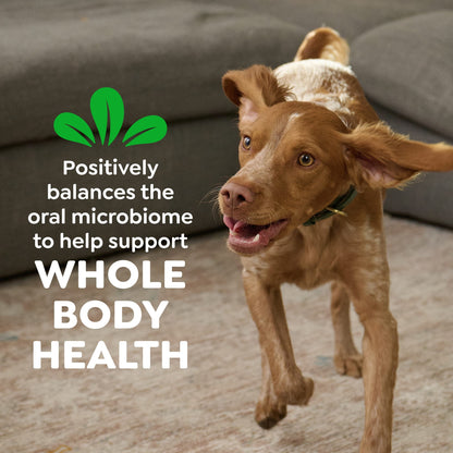 Greenies Original Flavor Natural Dental Dog Treats, Regular Size, 36 oz Pack, 36 Count